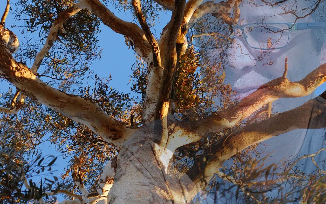 Image of a Gum Tree with an overlay of S. Thomas Montgomery in the background