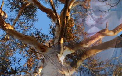 The Gum Tree – A Poem by S. Thomas Montgomery